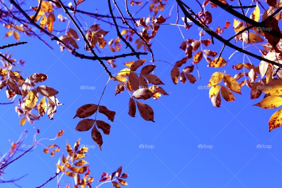 Leaves and Sky 