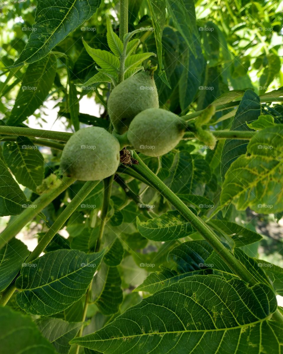 walnut tree