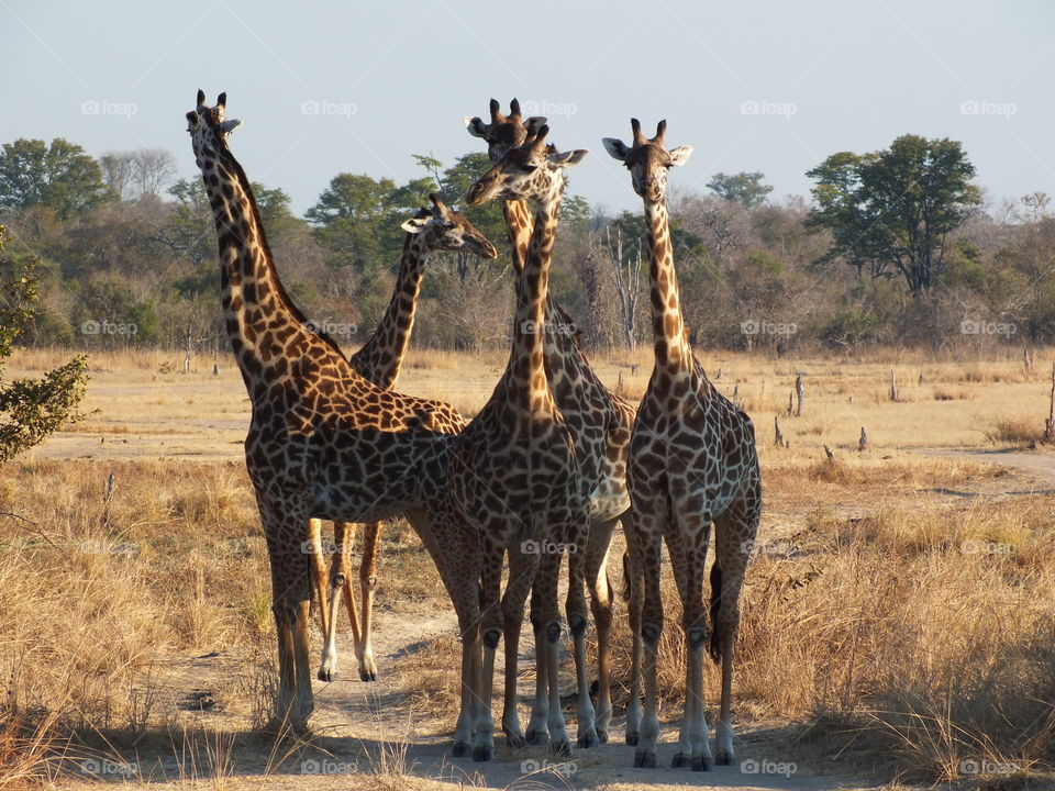 A group of giraffes block the road