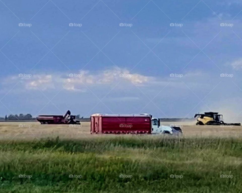 Harvesting the fields