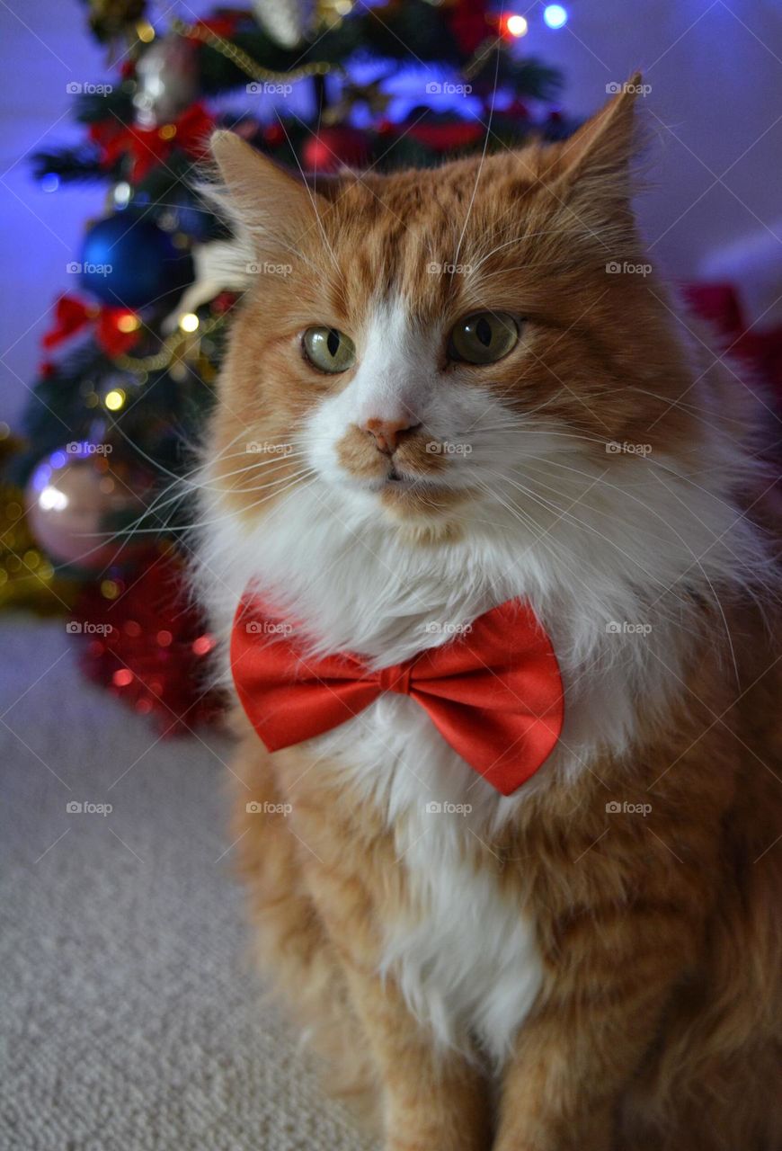 cat beautiful portrait in red bow tie winter holiday