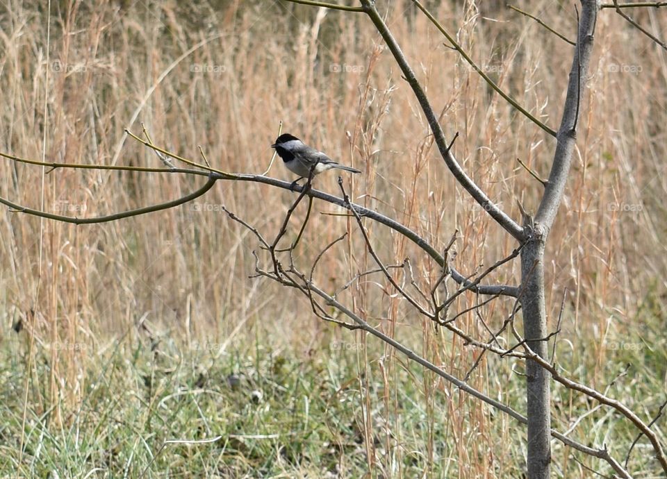chickadee perched on a branch