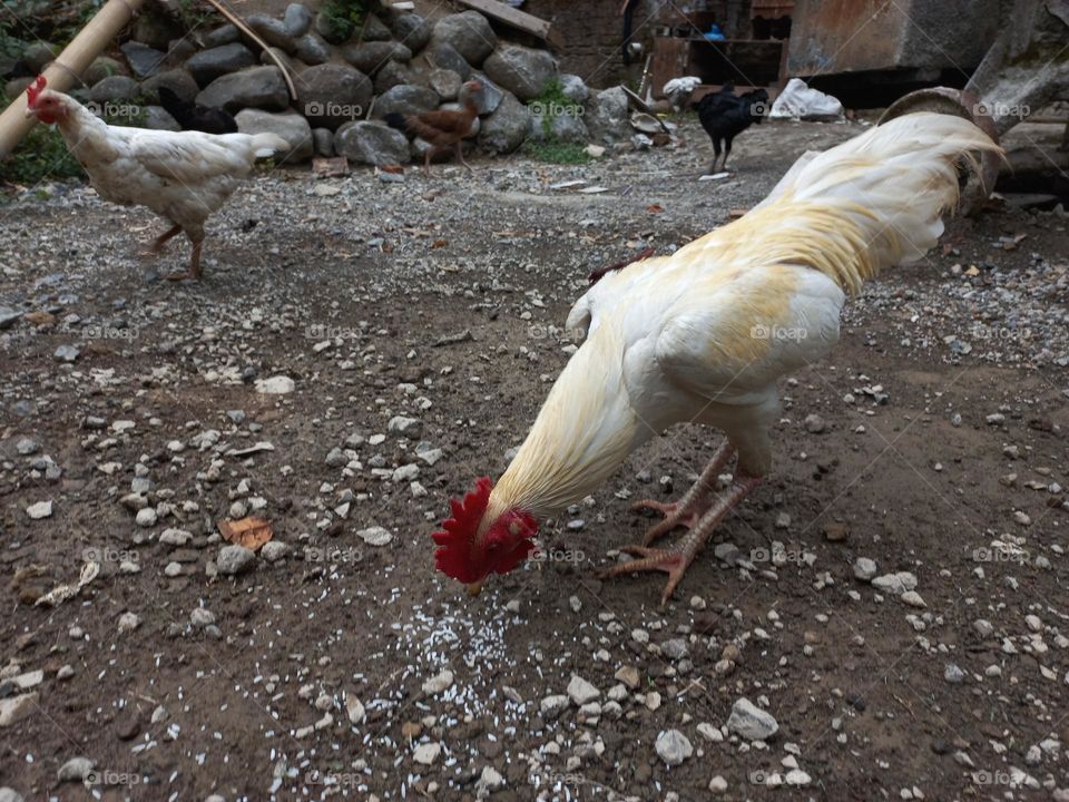 The white rooster is in the yard being fed