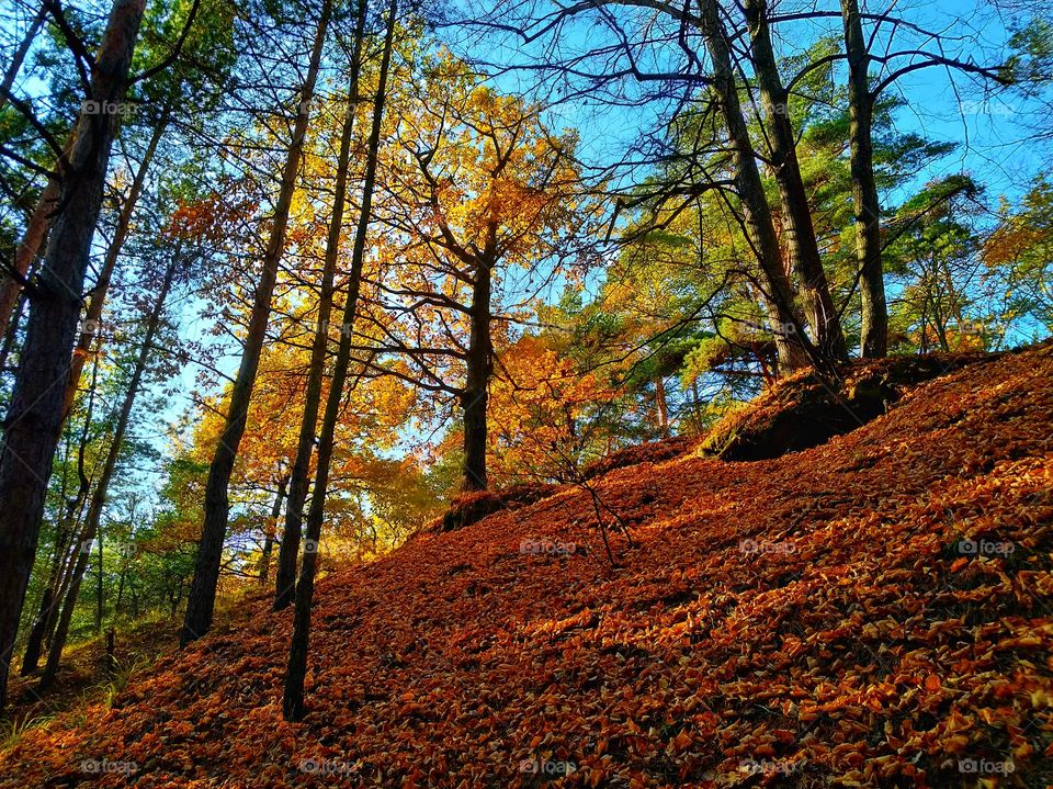 Autumn foliage as a carpet