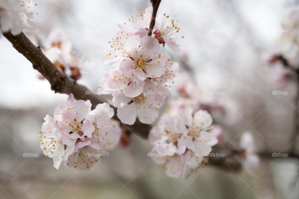 Macro shot of blooming tree branch . Flora pattern texture