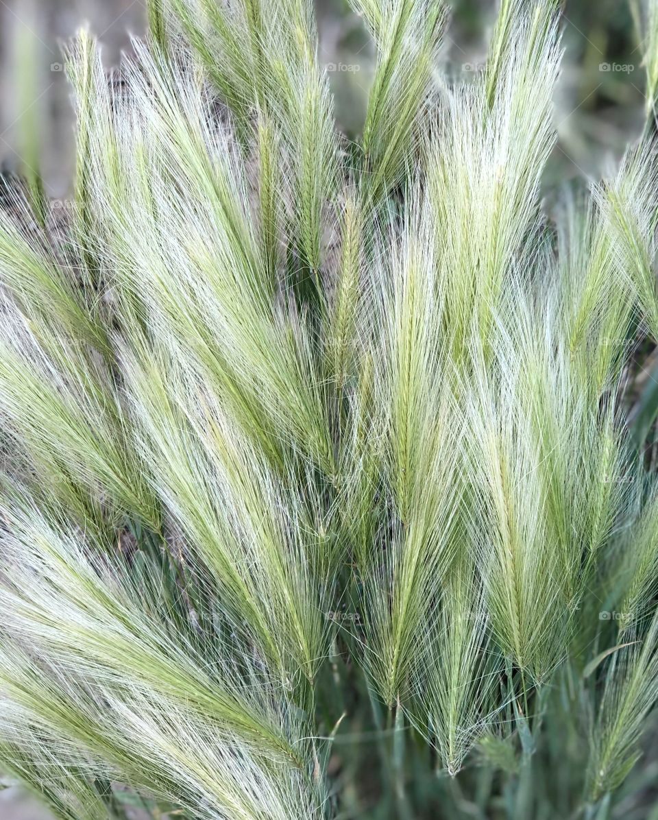 Beautiful wild grass