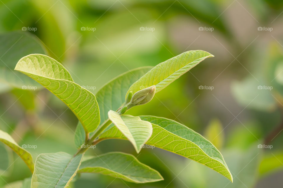 Germination of New Leaves