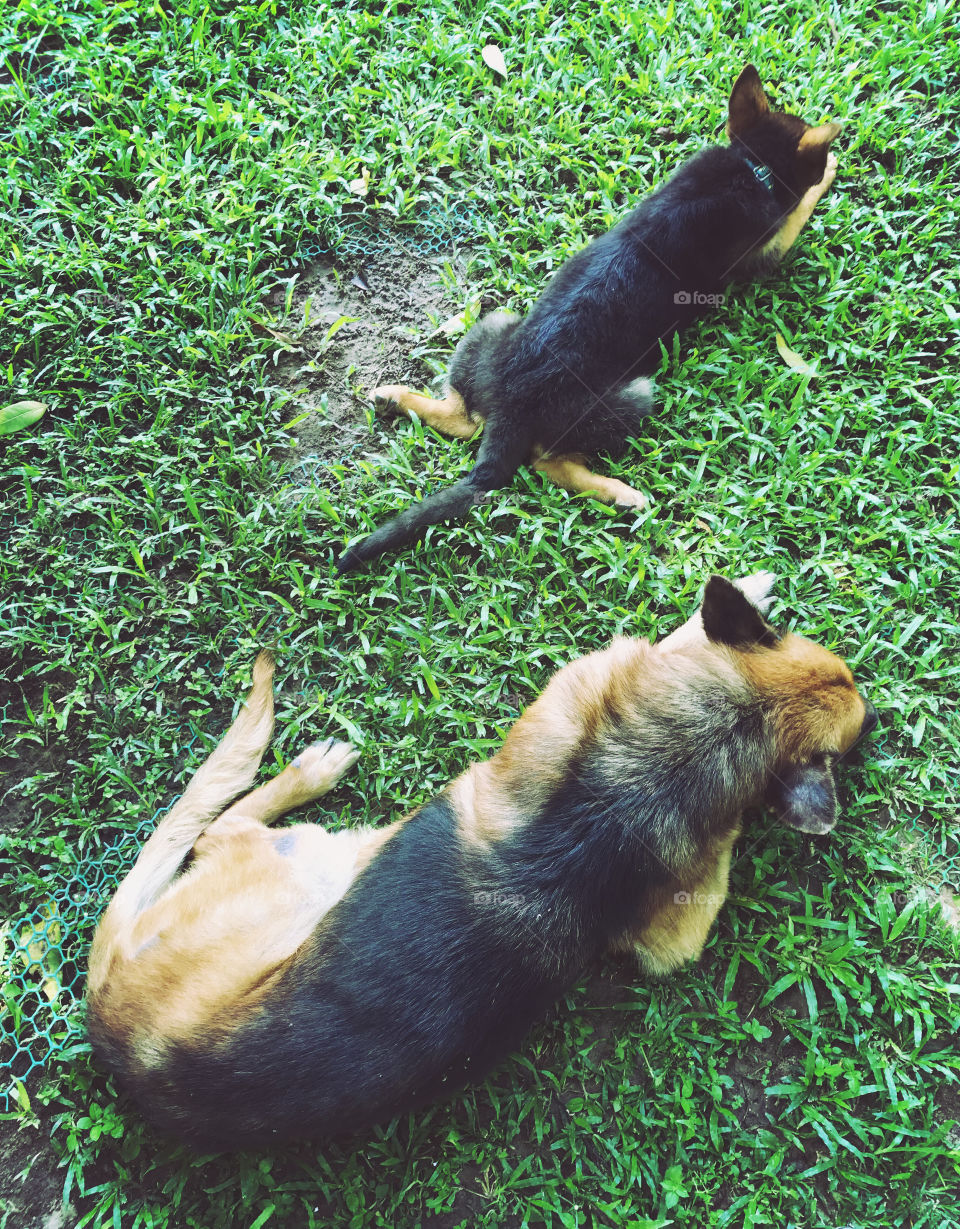 Junior and senior post to enjoy on the grass and almost copy right. Two dogs love green, why should't we do?