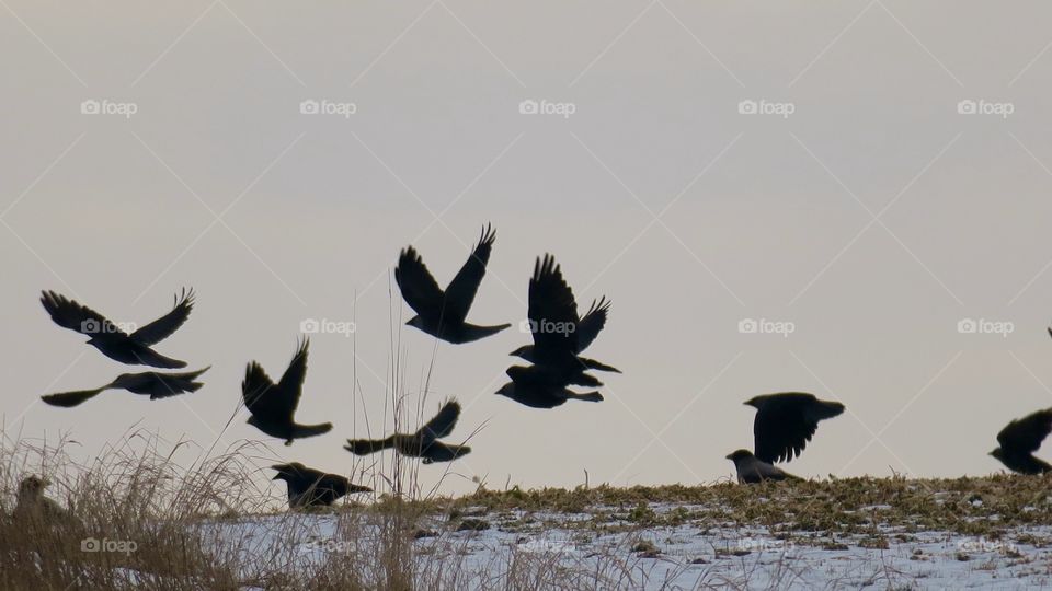 Crows in silhouette 