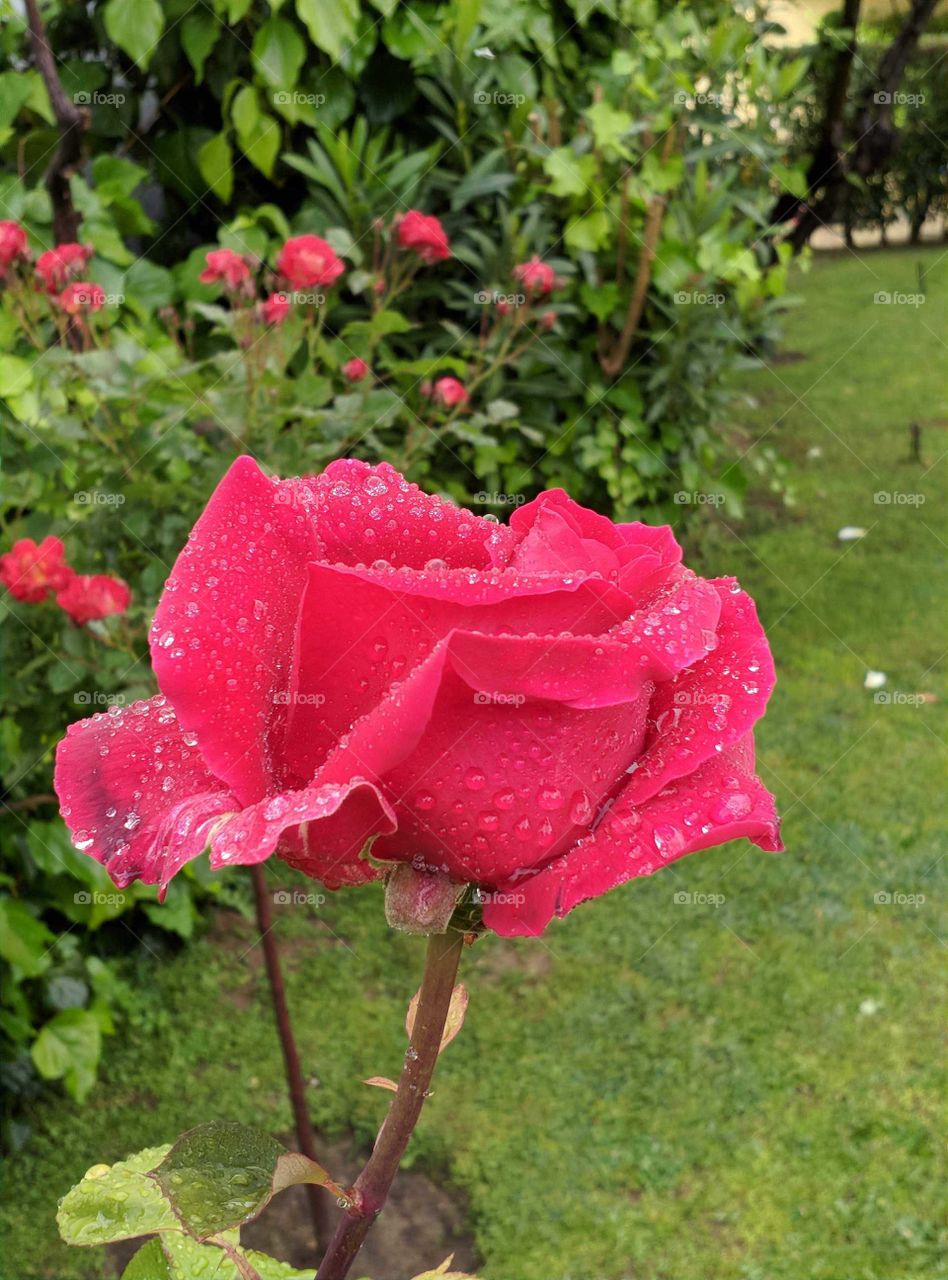 rose in garden