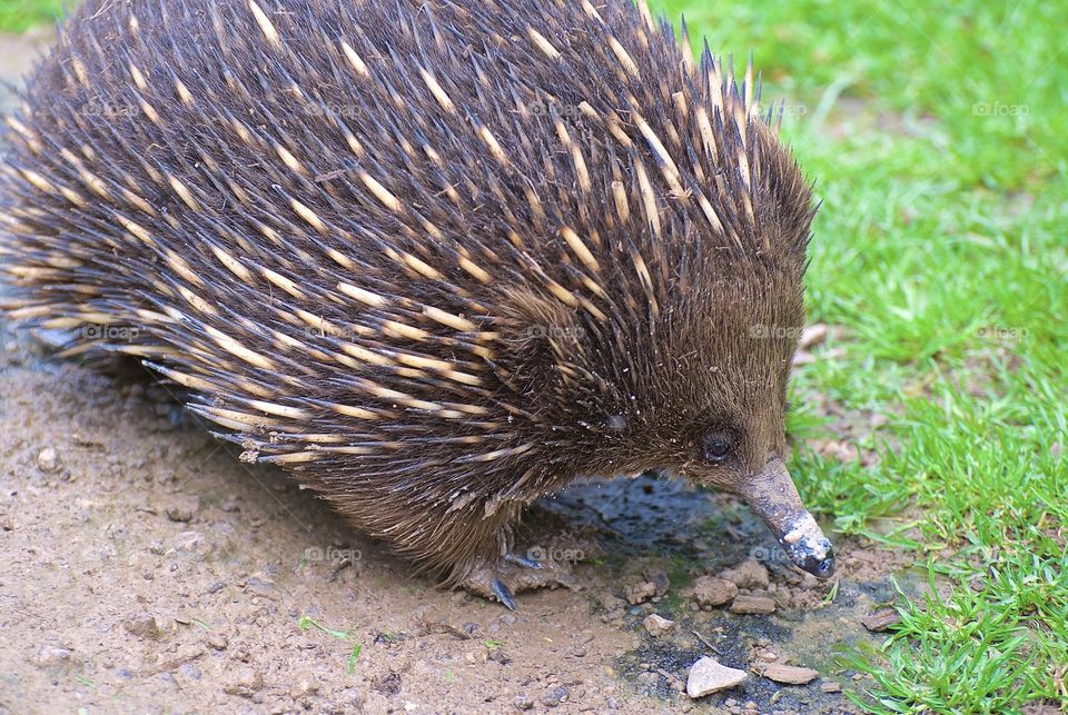 Echidna with formidable spines
