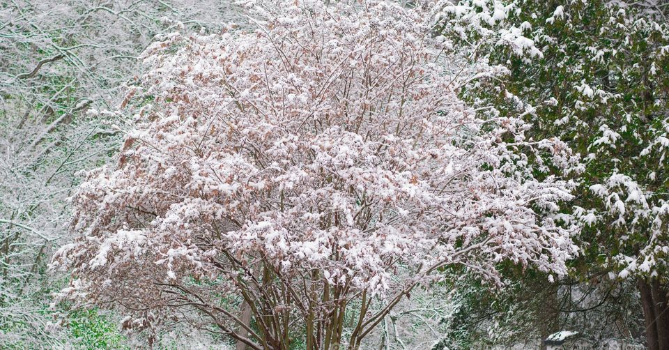 a dusting of snow in the trees