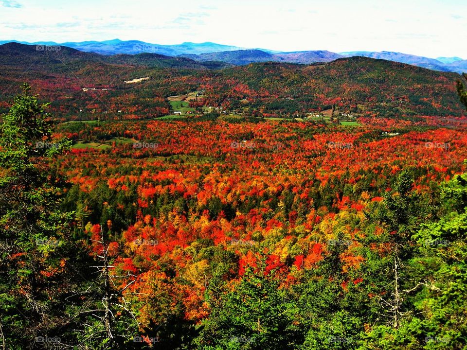 Maine Foliage