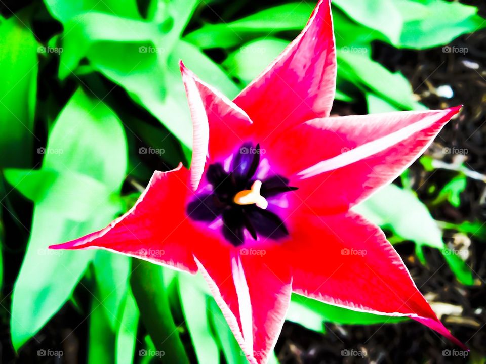 Red and white tulip