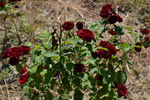 red blood roses