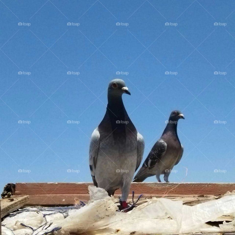 a beautiful pigeons looking camera