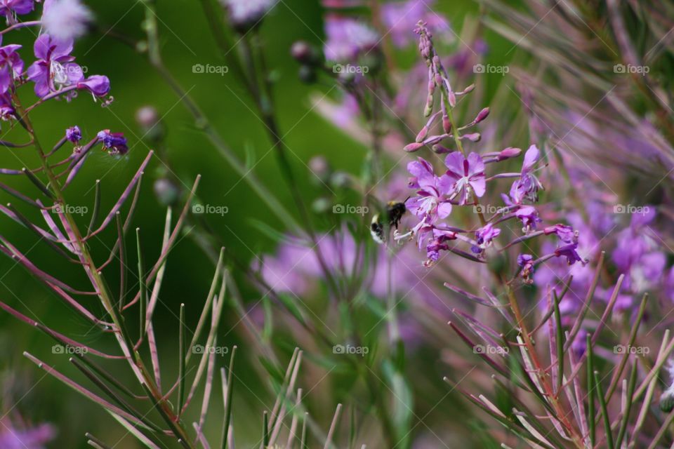 Bumblebee in pink flowers