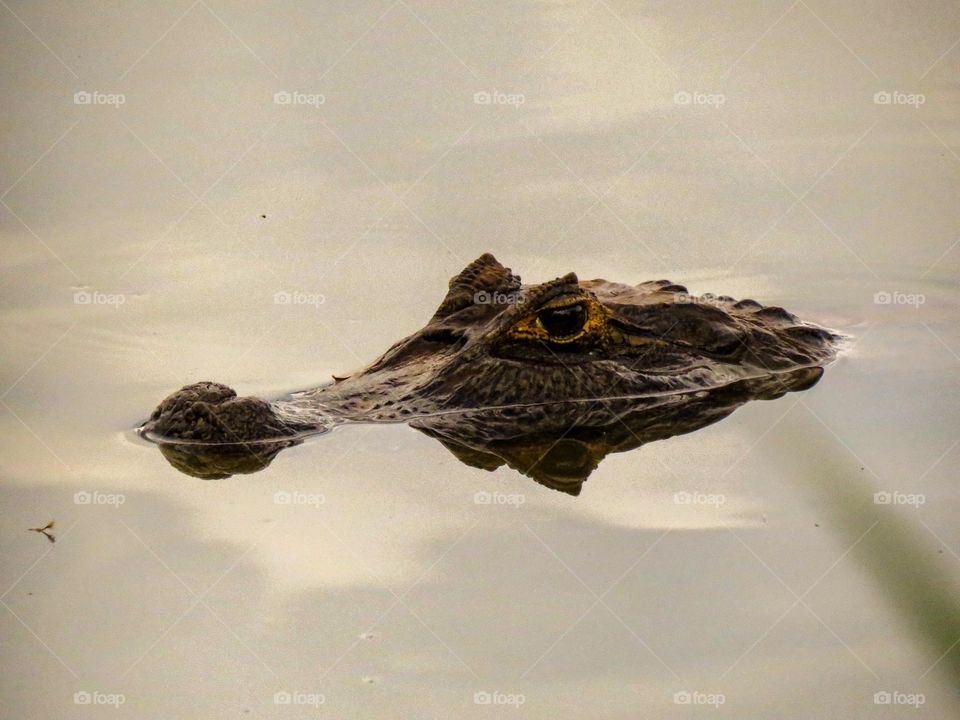 Jacaré flutuando tranquilamente em um fim de tarde de verão.