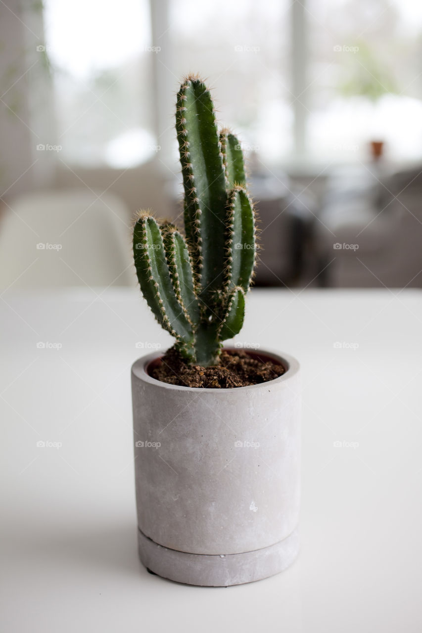 Potted cactus plant at home