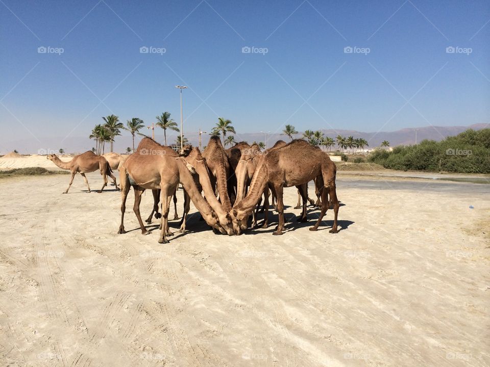 Camels huddling