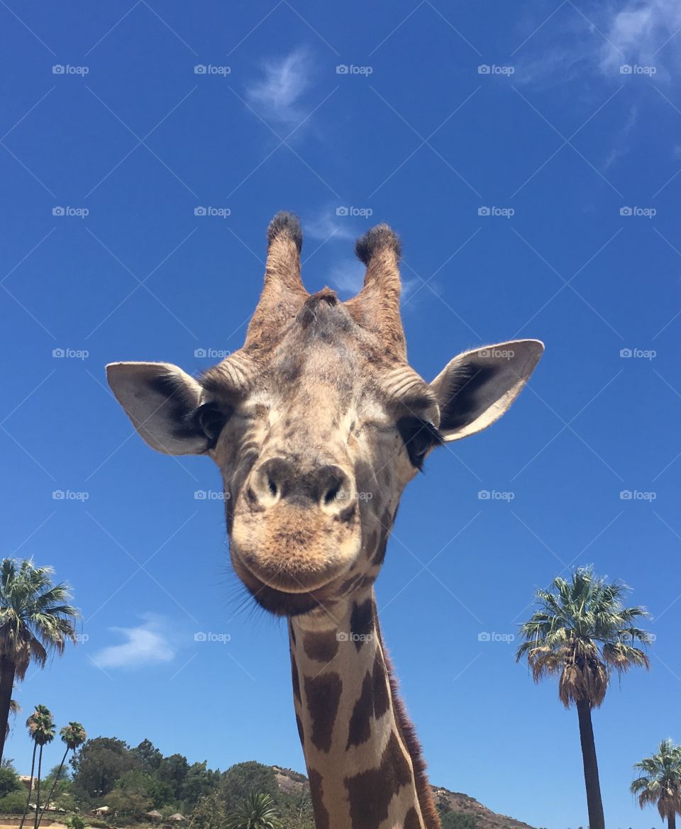 Young giraffe