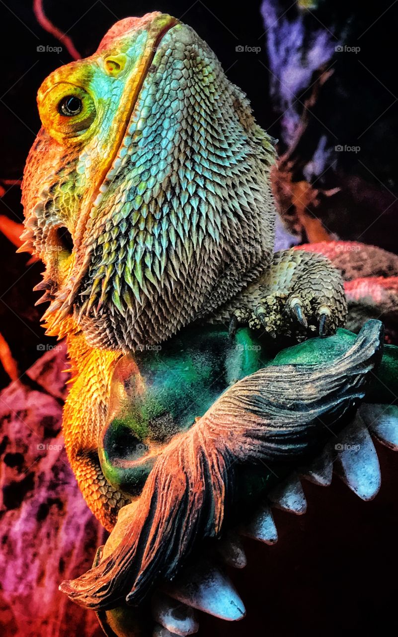 Cute lizard—taken in St. John, Indiana 