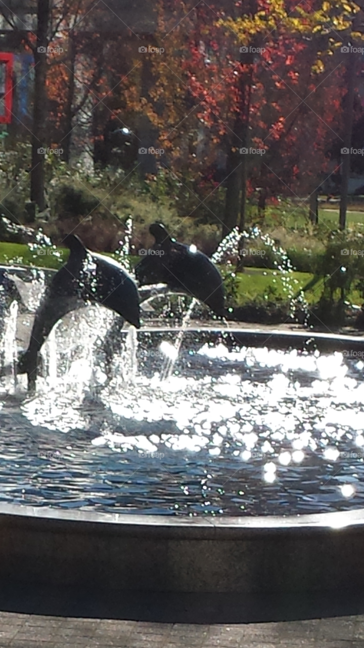 Dolphins sculptures in a pond. Light from water reflection