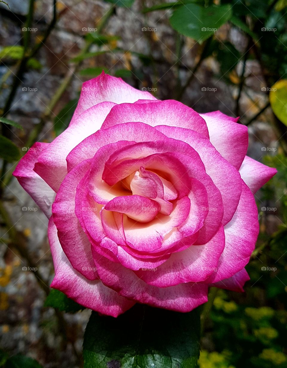 The first rose