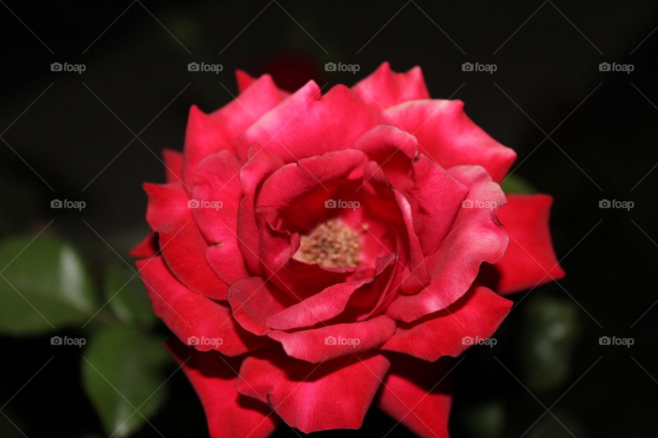 Flower, No Person, Rose, Nature, Love