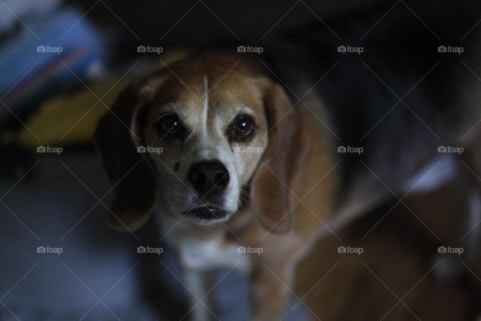 A very good boy 🐶