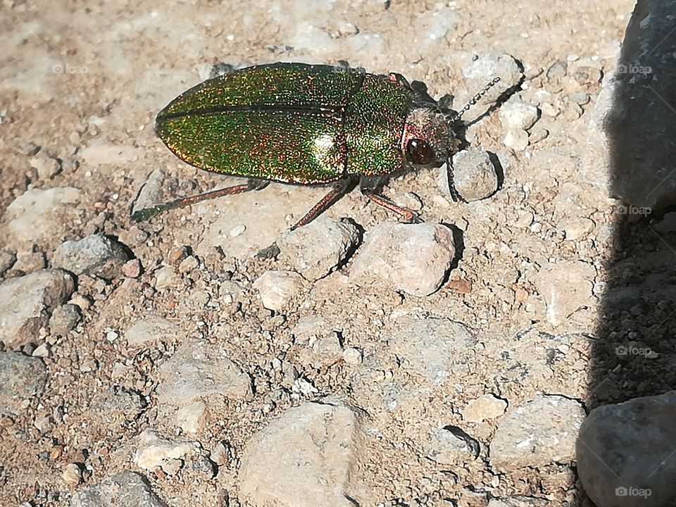 Elegant ladybug