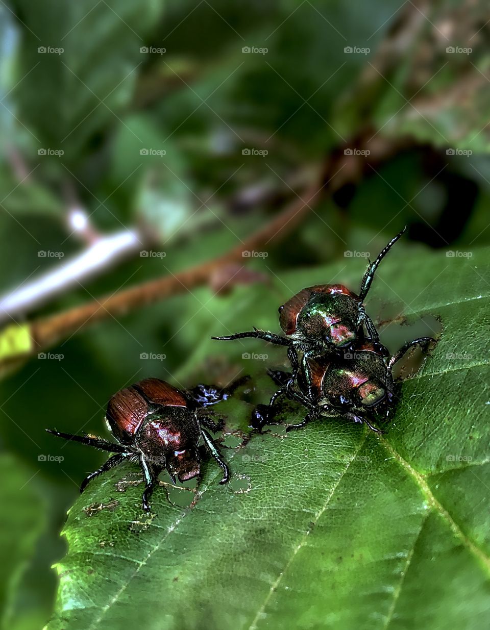 Beetlemania