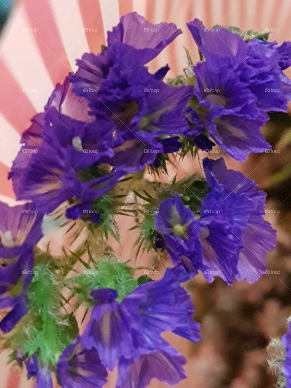 bright beautiful purple flower