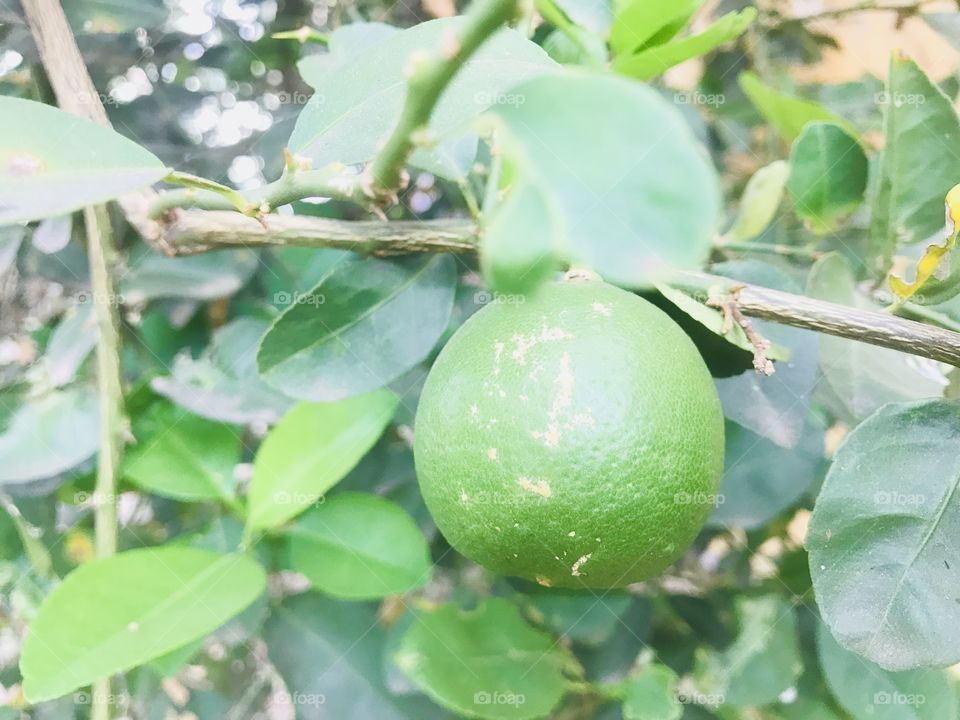 Lemons