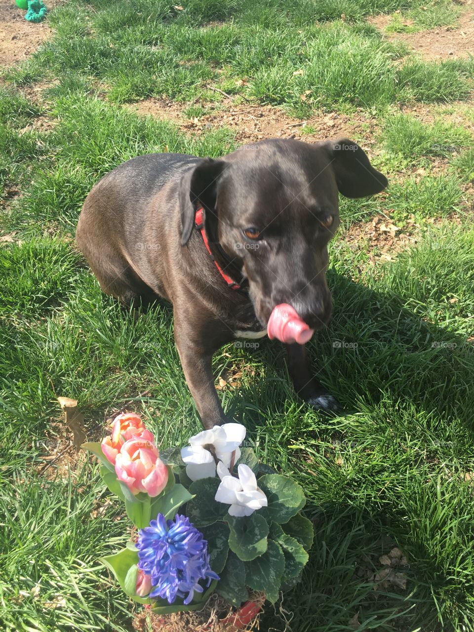Dog licking lips next to spring flowers