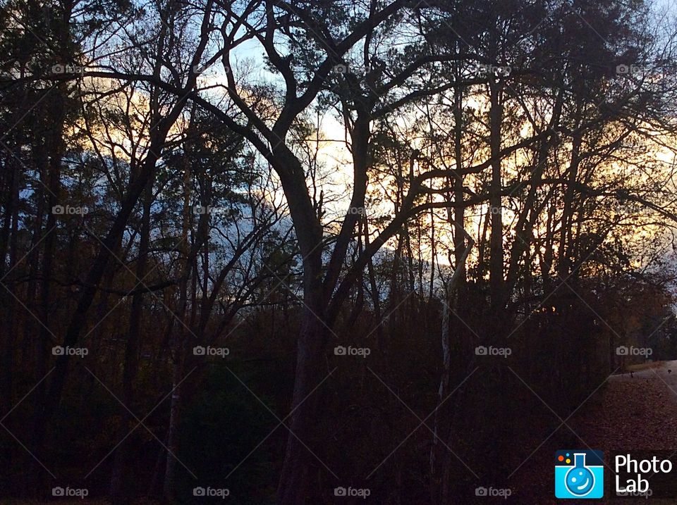 Sunset behind the trees