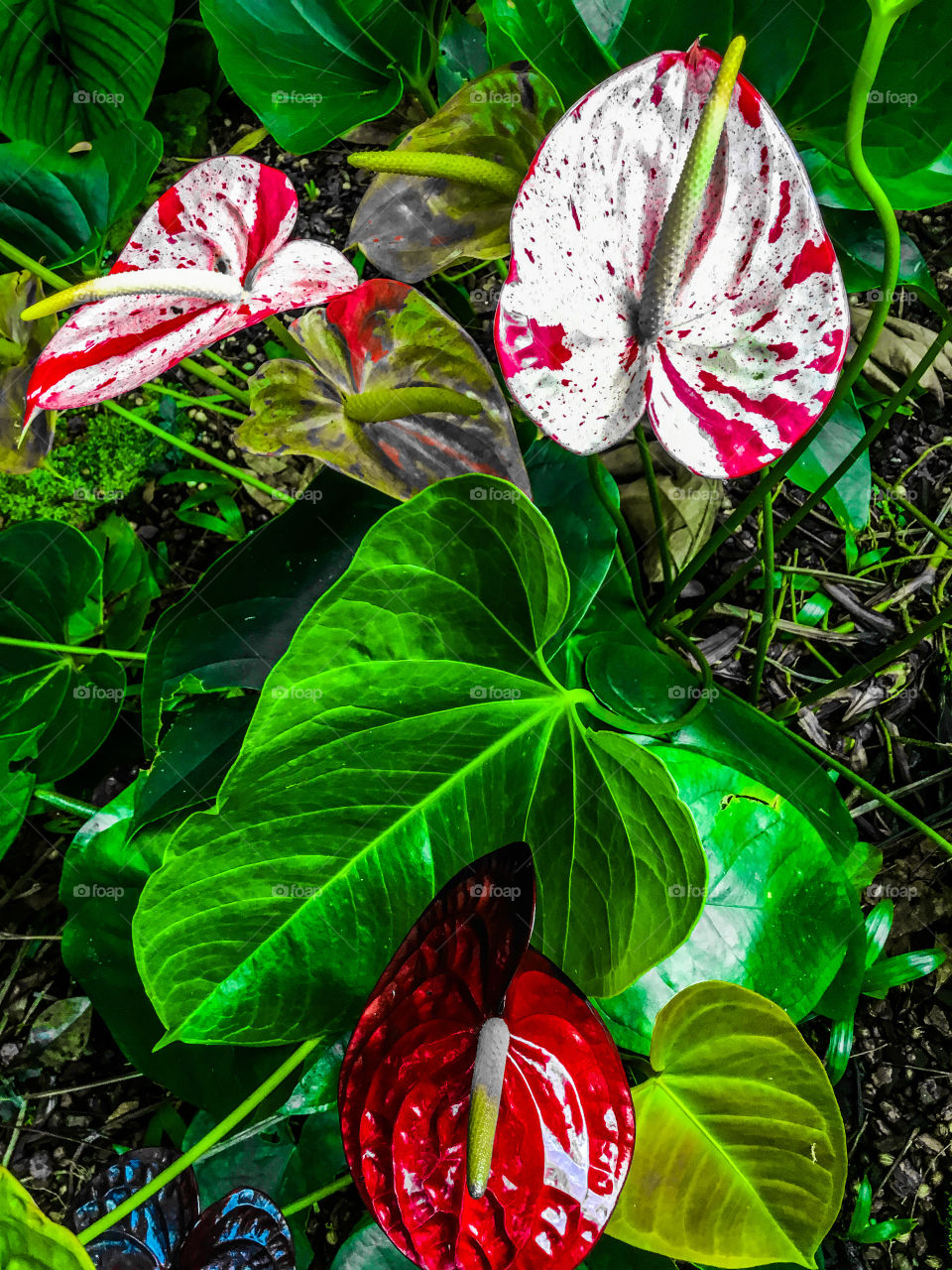 Anthuriums at Hawaii Tropical Botanical Garden