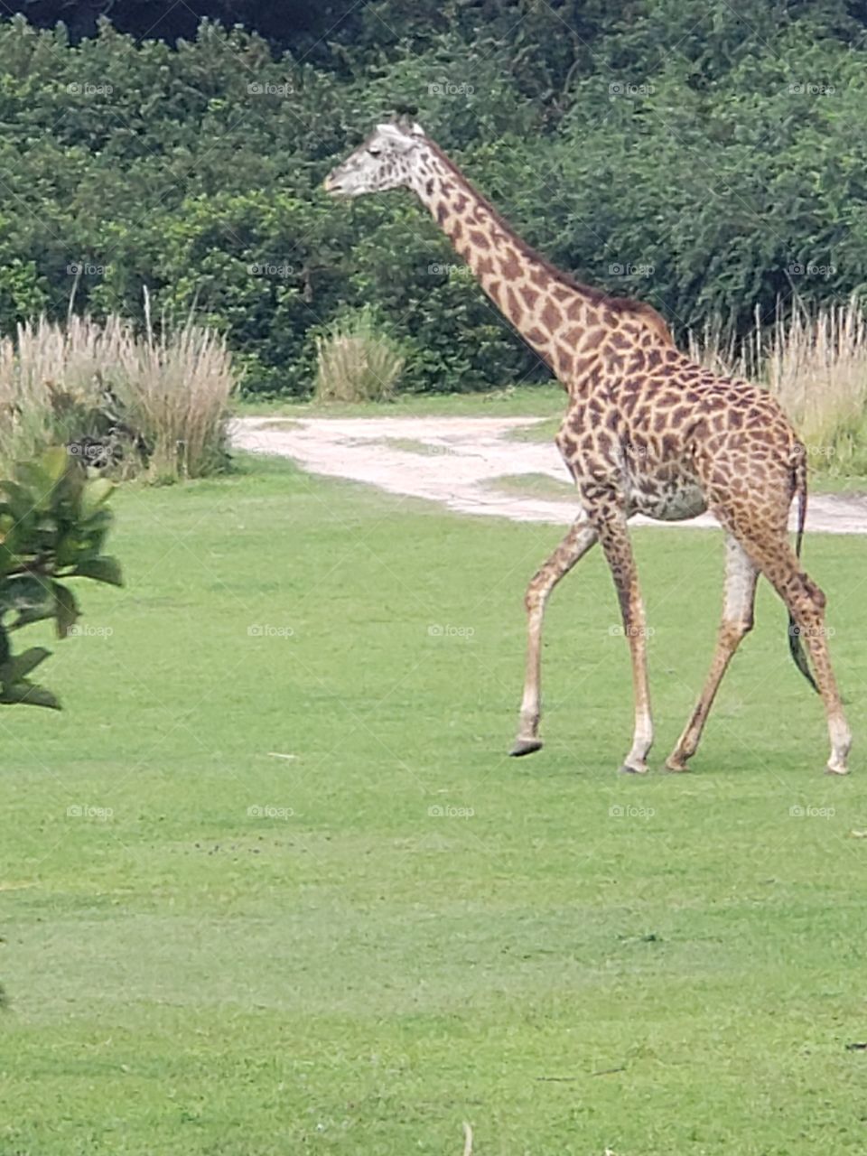 Giraffe Outdoors
