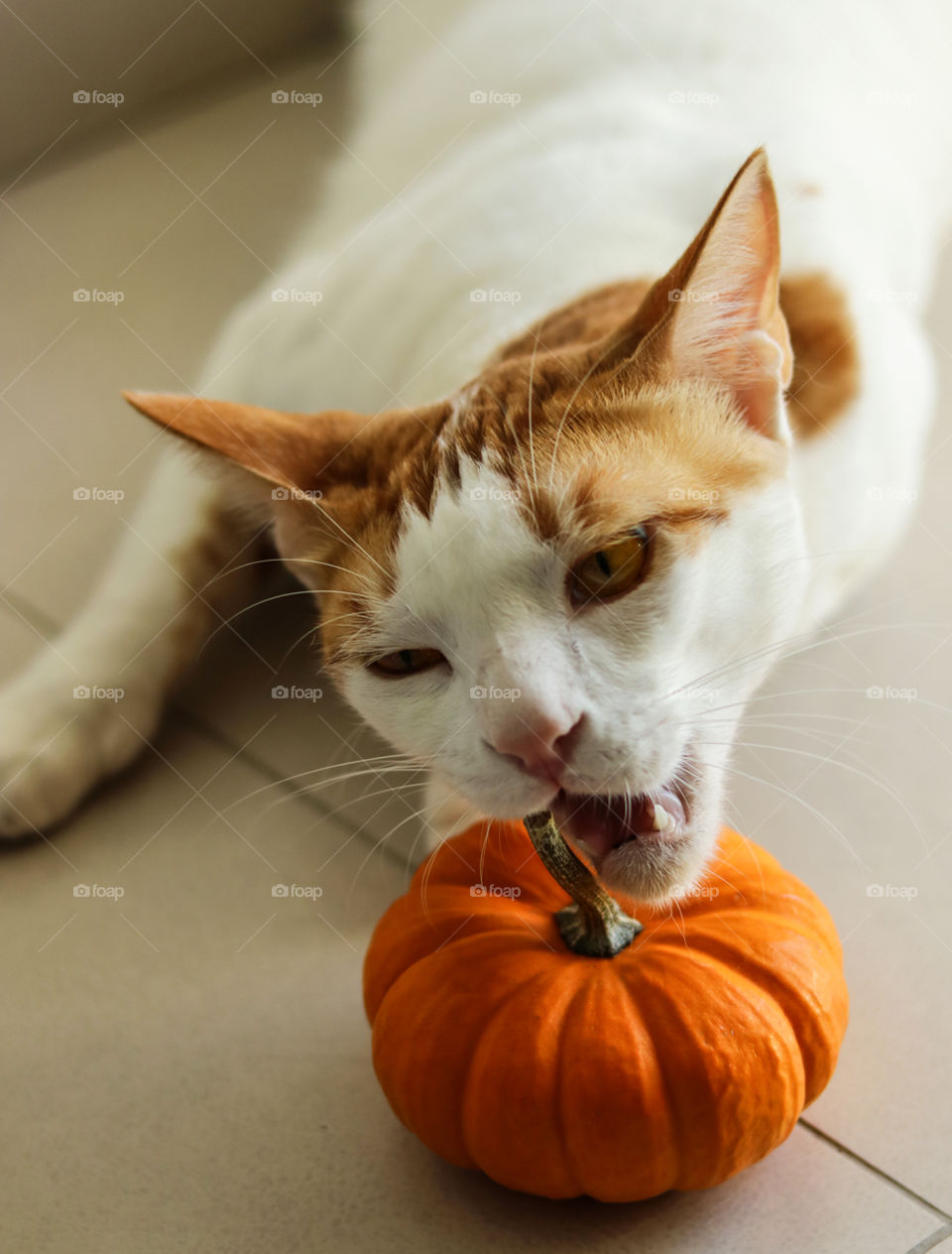 Cat and a Pumpkin
