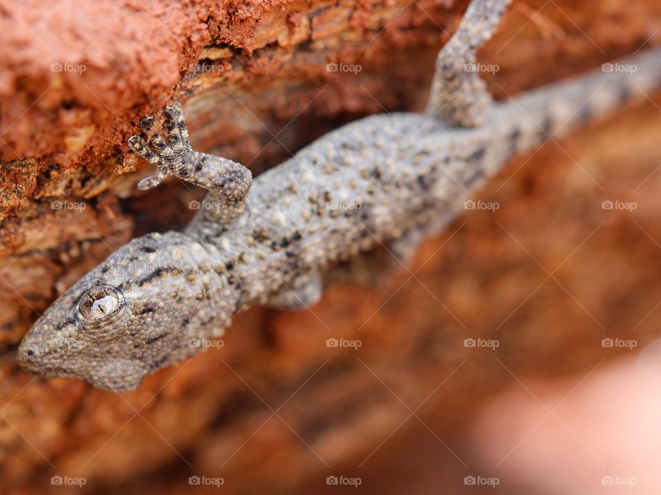 Beautiful macro gecko hugging a log
