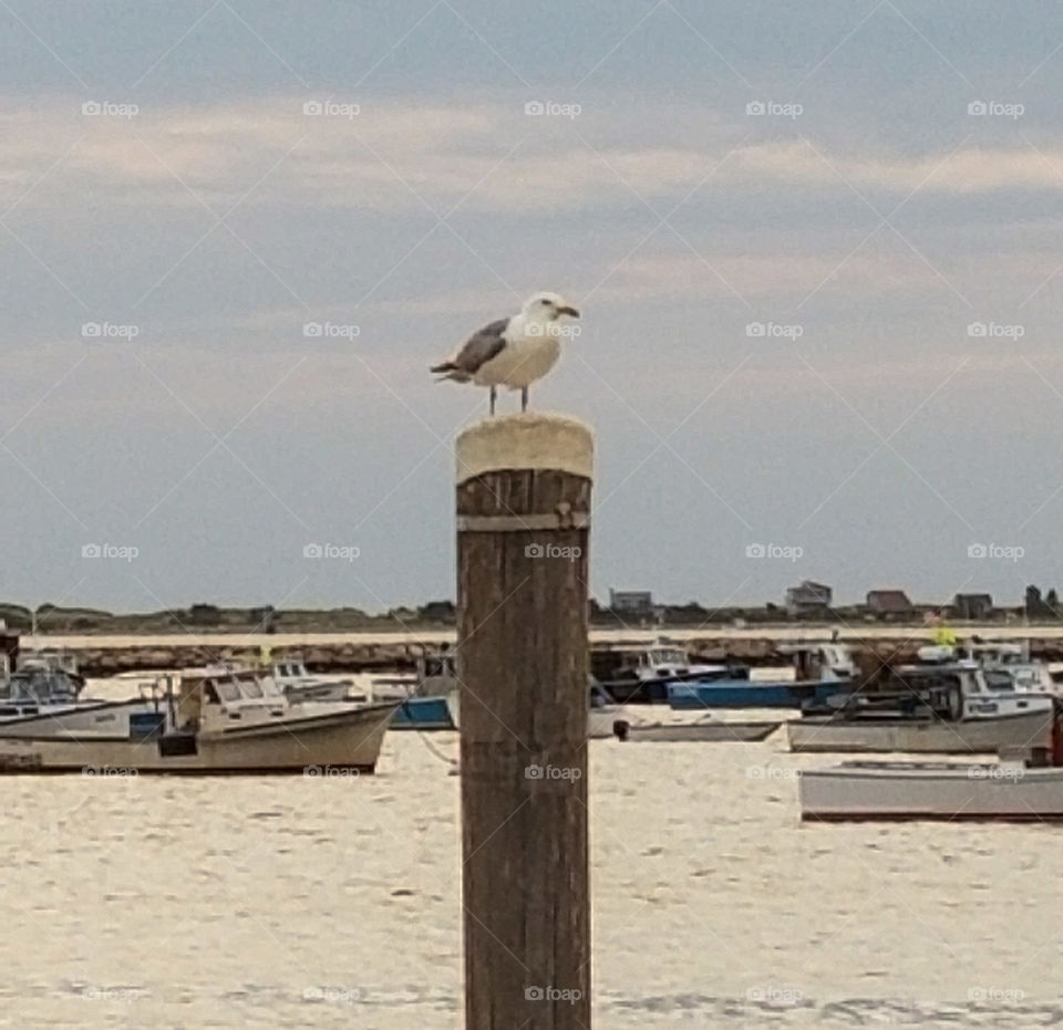 seagull
