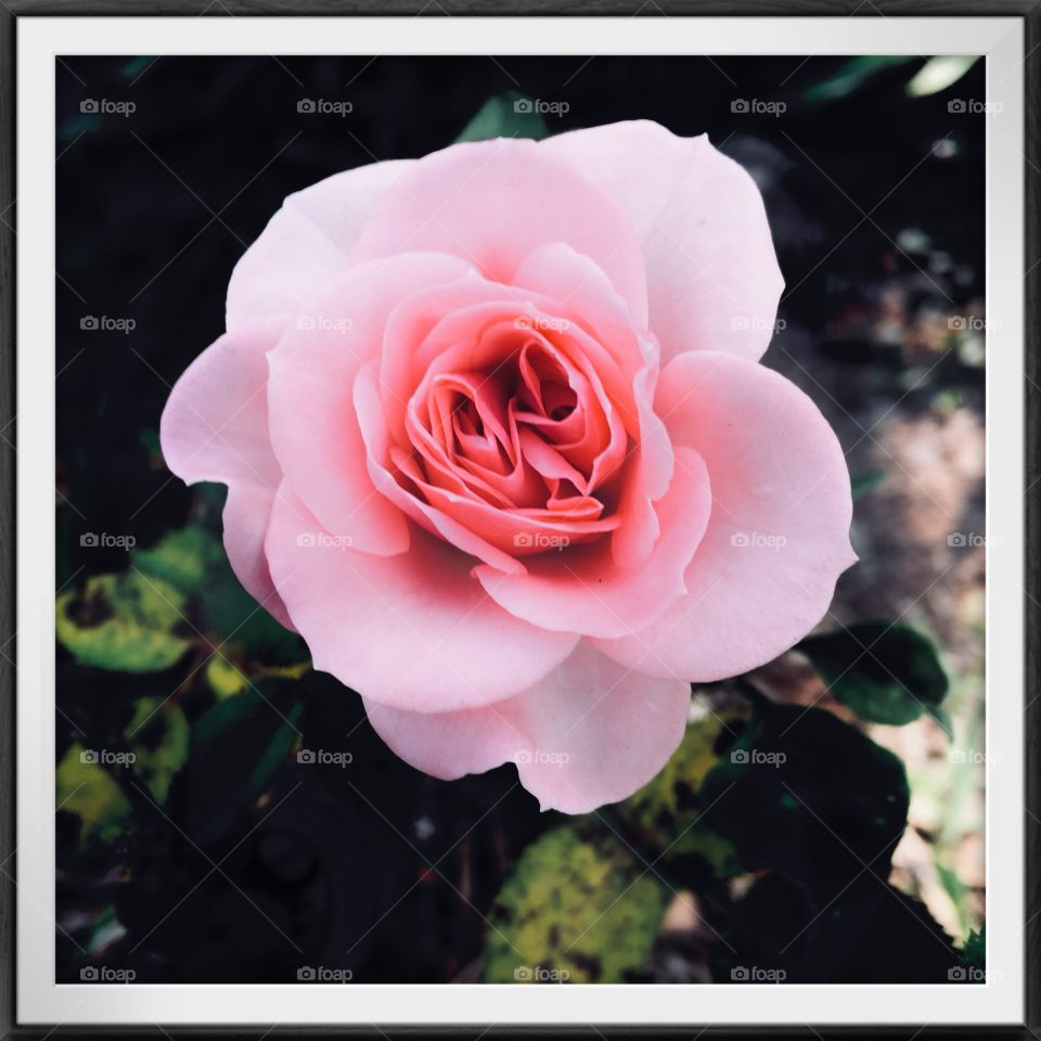 🌺Fim de #cooper!
Suado, cansado e feliz, alongando e curtindo a beleza das #roseiras. Como não estar motivado?
🏁
#corrida #treino #flor #flowers #flower #pétalas #jardim #jardinagem #garden #flora #run #running #esporte #alongamento