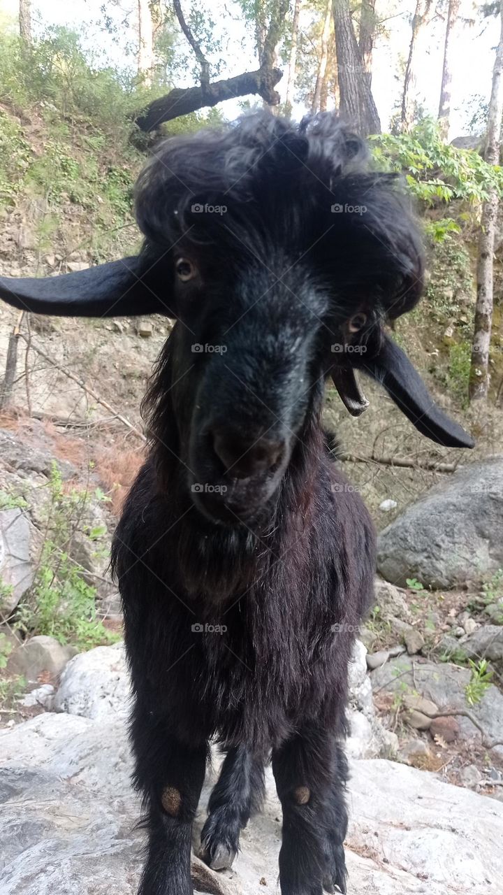 minigoat
