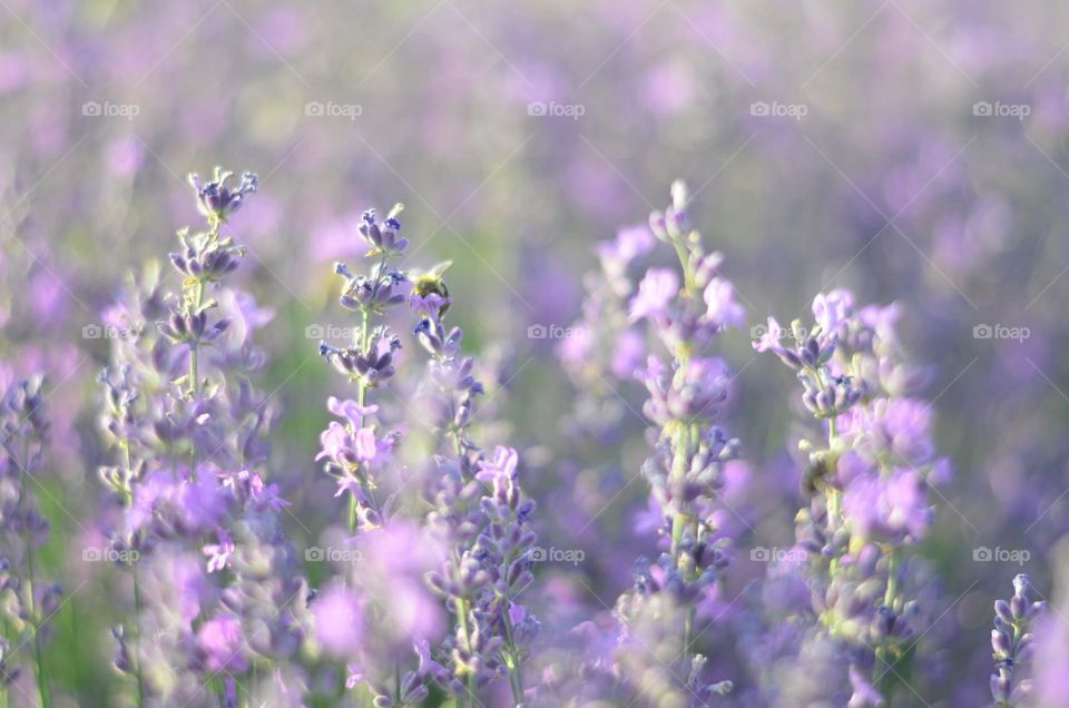 Lavender field close up