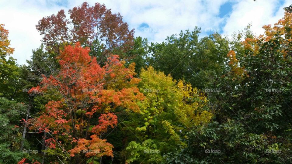 fall colours