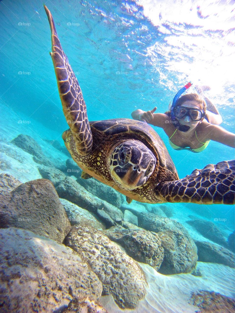 Turtle selfie 
