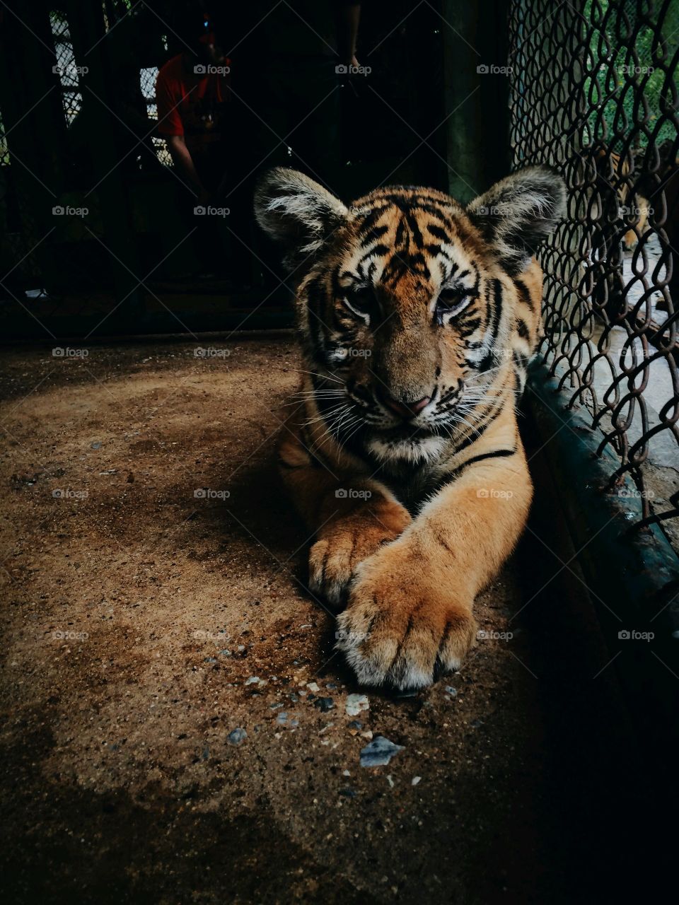 Close-up of a tiger in cage