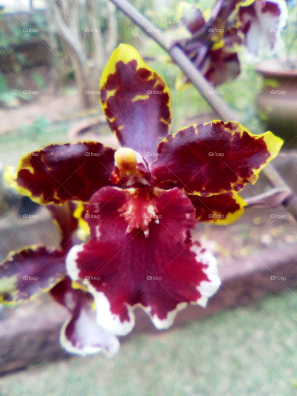 Orquídeas como não admirar?