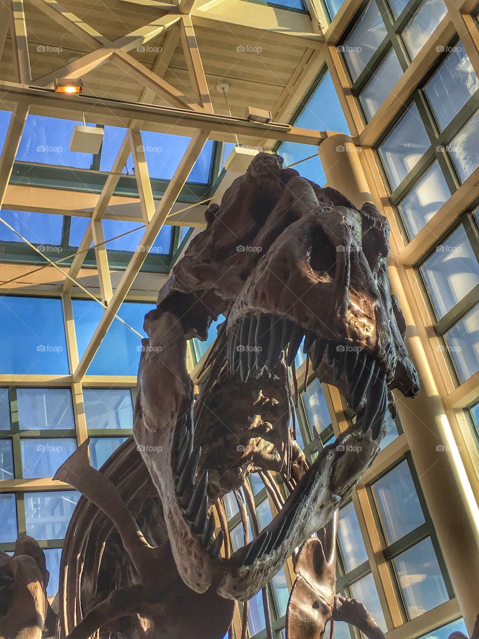 T-REX in a cafeteria 