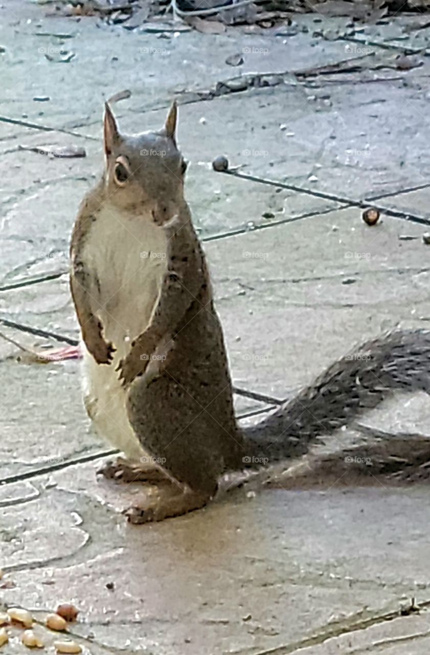 eye to eye. squirrel looking for lunch